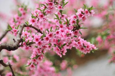 ​桃花开的句子唯美 桃花盛开的说说发朋友圈