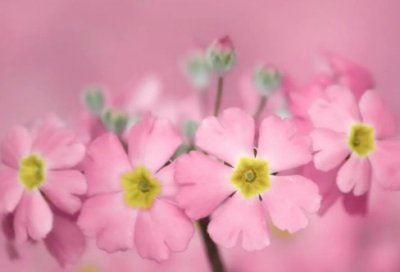 ​月字五行属什么（有月字的名字古风）