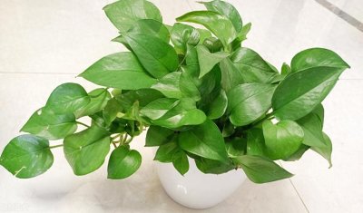 ​十种最适合室内种植的水养植物