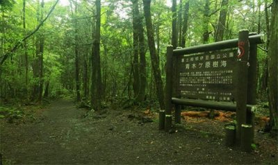 ​神秘的自杀森林青木原树海，每年搜出数百具白骨