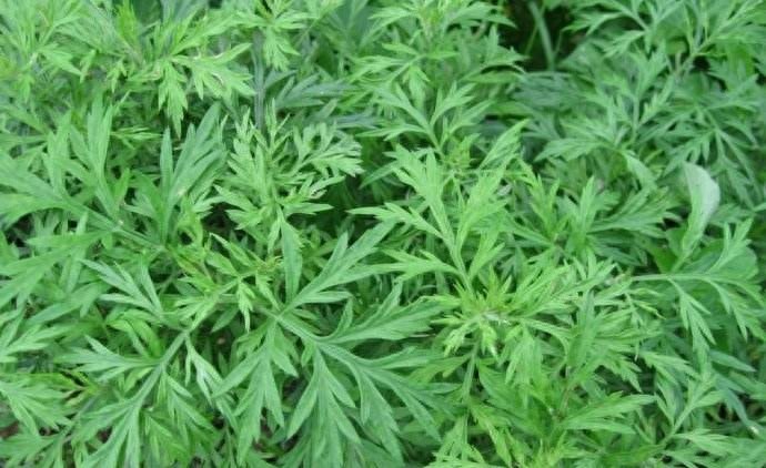 农村常见的12种野菜，认识就有口福了！