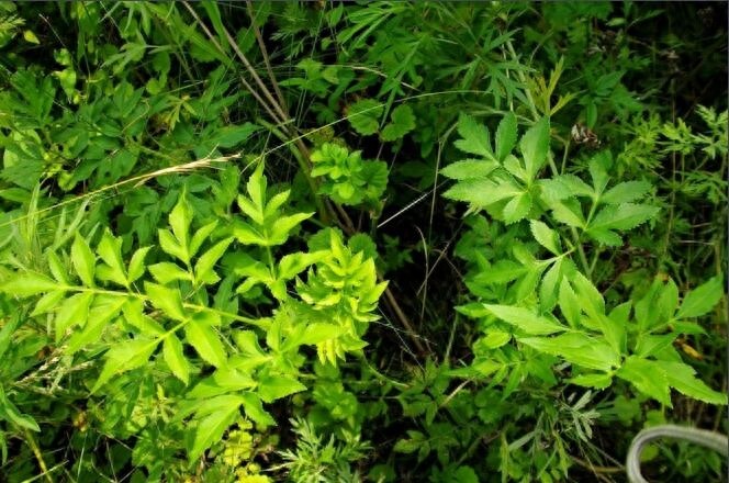 农村常见的12种野菜，认识就有口福了！