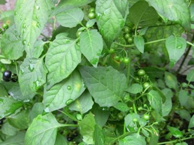 ​农村常见的12种野菜，认识就有口福了！