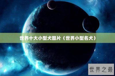 ​世界十大小型犬图片（世界小型名犬）