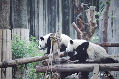 ​成都周边适合遛娃的10个好去处，你去过几个？？