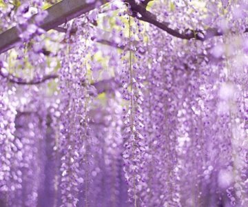 ​紫藤萝瀑布