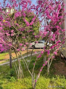 ​紫荆花
