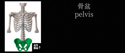 ​骨盆肌骨解剖学-重要的髂骨