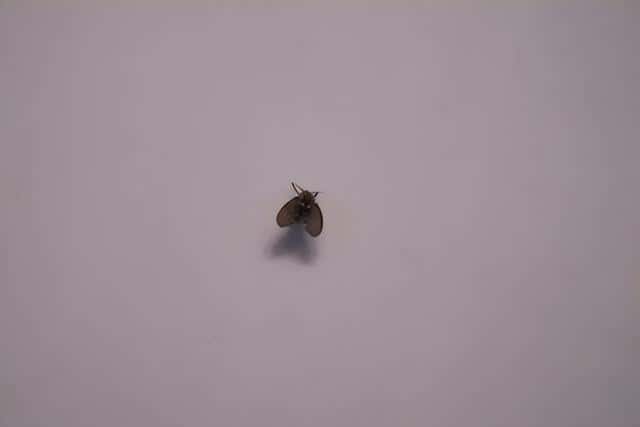 手纸可以放马桶里冲走吗（家里的马桶到底能不能冲卫生纸）