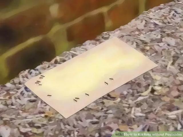 “家里有蚂蚁怎么能彻底消灭”（家里有蚂蚁怎么能彻底消灭）