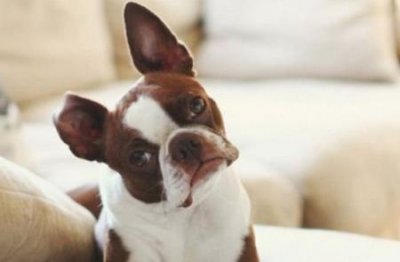 ​大型犬类高加索犬，高加索犬是不是最大的犬