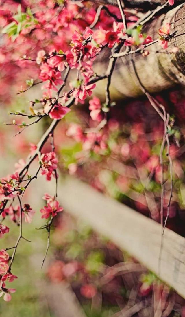 唯美手机壁纸待机画面锁屏背景图，喜欢请关注小编，每天大量推送