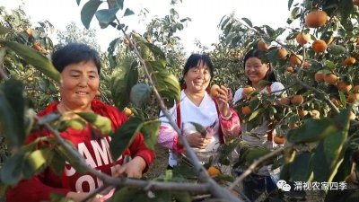 ​北洛村：千亩阳丰甜柿已熟透