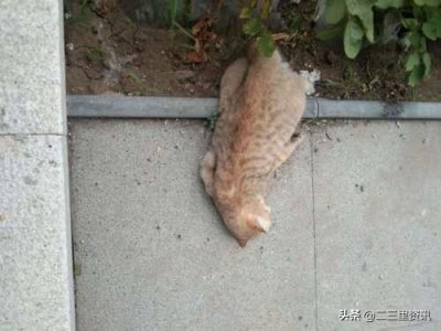 ​沈阳市民寄养宠物猫从32层楼跳下摔死，主人称受了惊吓