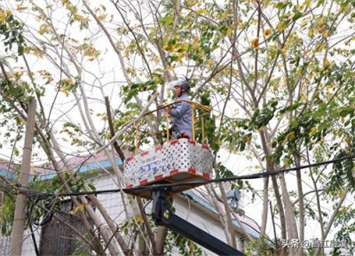 ​【我为群众办实事】昌江：12345热线接诉即办 修剪树木除隐患解决群众烦心事