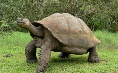 ​俗语“千年王八万年龟”，后半句更经典，却十人九不知