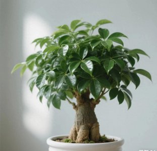 ​家里放这3样东西，财运自然来！不是迷信，风水师都认可