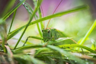 ​蚂蚱养殖秘诀全面解析，养殖者必备的成功策略！