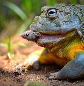 ​牛蛙“害人”不浅!为什么依旧那么多人爱吃？最严重的不是寄生虫