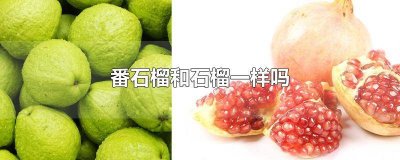 ​石榴和番石榴有什么区别 石榴和番石榴的区别