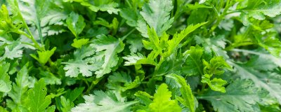 ​菊花脑是什么菜