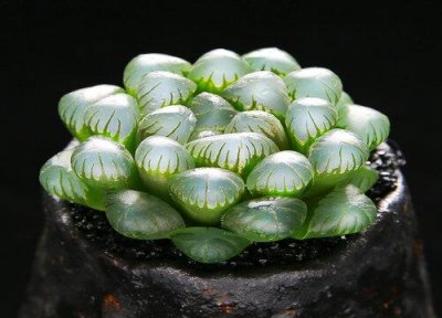 ​玉露变红是什么原因造成的（玉露中间颜色变红是什么原因）