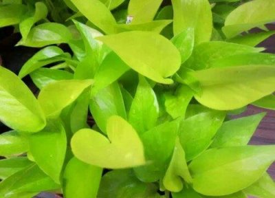 ​绿萝黄叶怎么治疗让它变绿（绿萝叶子发黄补救小妙招）