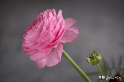 ​牡丹的花语是什么（三种花语和不同朵数的超全含义）