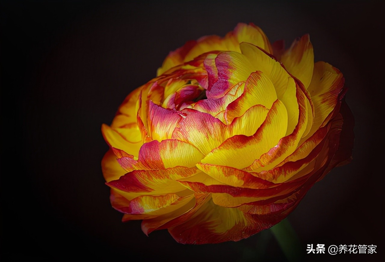 牡丹的花语是什么（三种花语和不同朵数的超全含义）