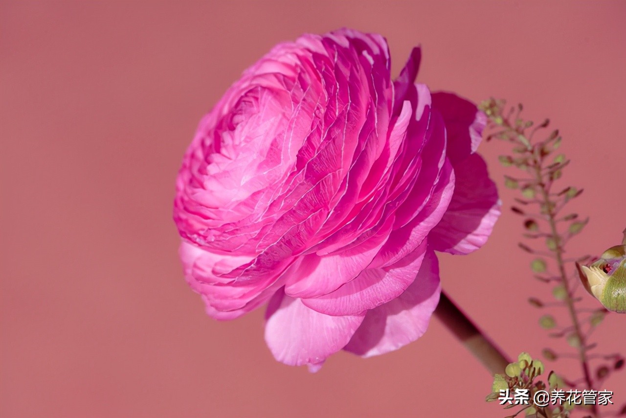 牡丹的花语是什么（三种花语和不同朵数的超全含义）