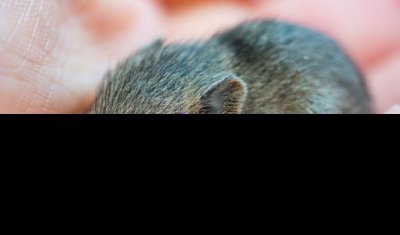 ​老鼠进了卧室的征兆 老鼠入屋是凶还是吉