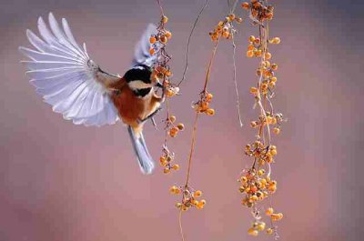 ​描写动物的好词好句摘抄大全