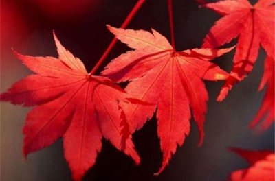 ​忘记爱情的句子85句