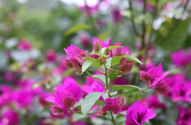 最新微信英文网名大全(共111个) 最新微信英文网名大全(共111个)