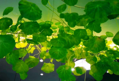 ​火影忍者好听的组织名字跟成员名字(68个)