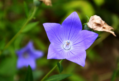 ​星空梦幻闺蜜网名