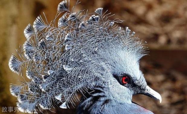 网络图片(侵删)