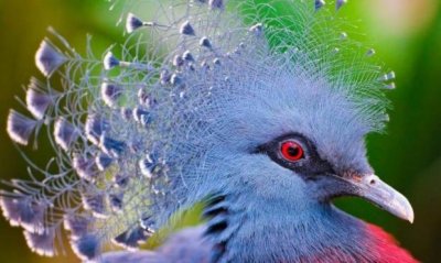 ​世界上最大最美的鸽子 维多利亚凤冠鸠(体长0.8米)