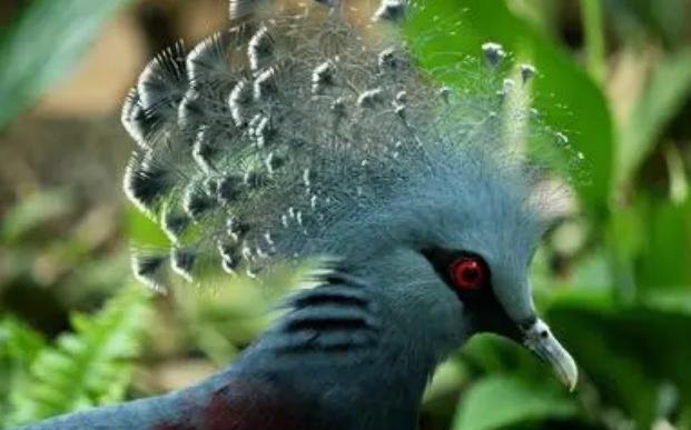 网络图片(侵删)