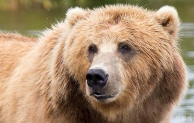 ​非常好斗的动物 科迪亚克棕熊喜欢单打独斗(体型较大)