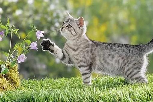 陆游诗中的我与狸奴不出门的狸奴指的是什么?