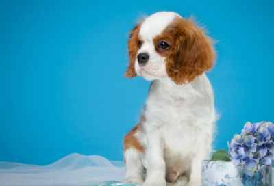 ​姓马好听稀少的女孩名字1300个