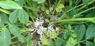 ​白绢病，不要怕，防治措施在这里