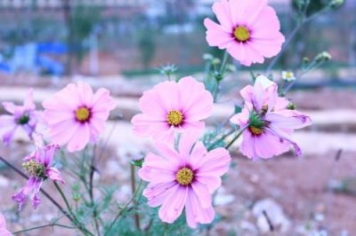 ​心情句子说说心情短语（一句话）