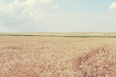 ​蜜蜂谚语16句