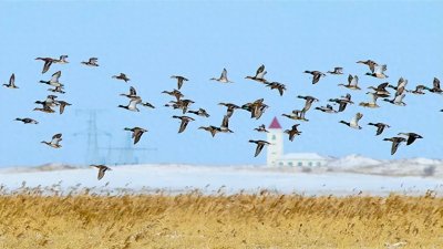 ​醉美阿古拉草原