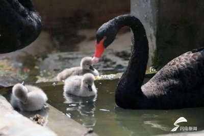 ​40秒丨临沂动植物园里的小“脑斧”、大“西几”、长颈怒…出来“撒欢儿”