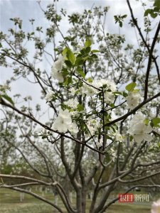 ​“湖北海棠”正怒放！武汉常青公园海棠花开一个月