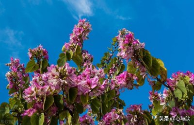 ​被誉为广州首要的庭园树之一的花树——紫荆花