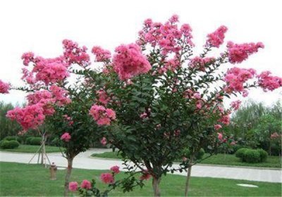 ​百日红的特征特性及栽培技术，不妨看看